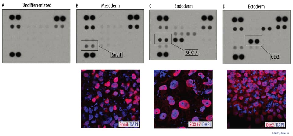 Small Sample Lysate Volume Used to Detect Germ Layer Markers in Differentiated Human Pluripotent Stem Cells.