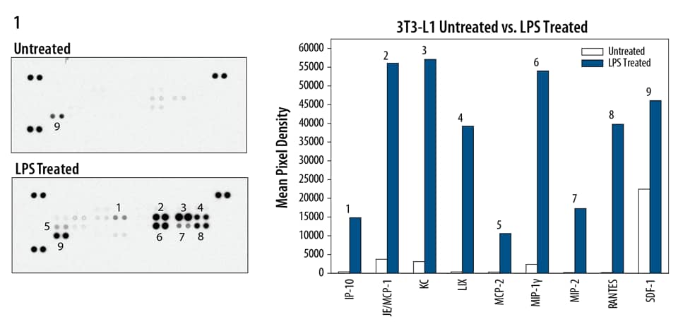 Detection of Multiple Analytes in Cell Culture Supernate with the Mouse Chemokine Array.