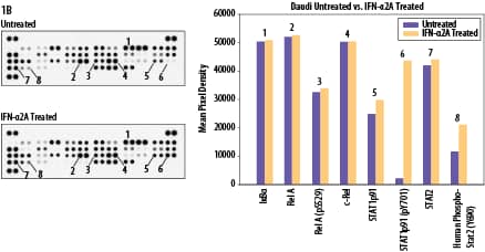 Detection of Human NFkB Pathway Proteins in Daudi Cell Line.