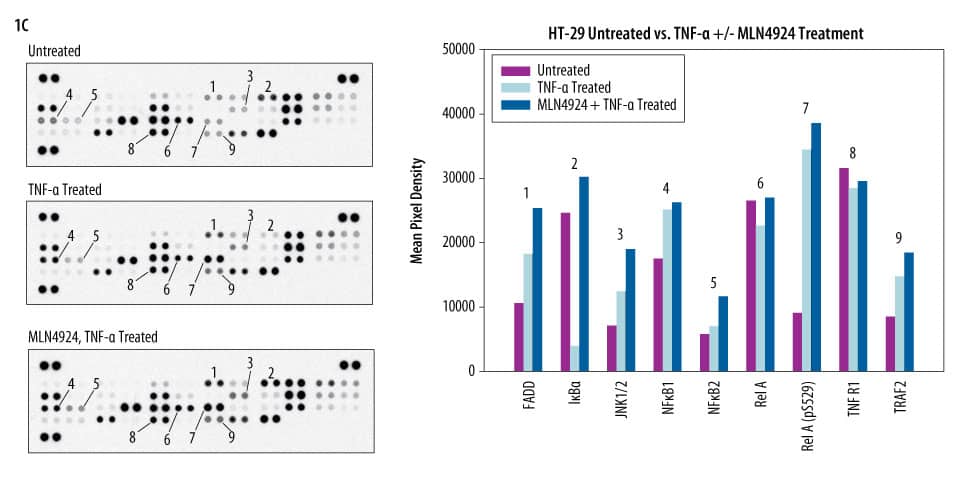 Detection of Human NFkB Pathway Proteins in HT-29 Cell Line.
