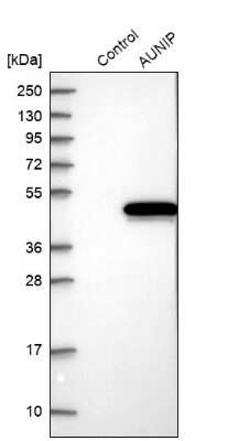 Western Blot: aurora A-binding protein Antibody [NBP1-81152]