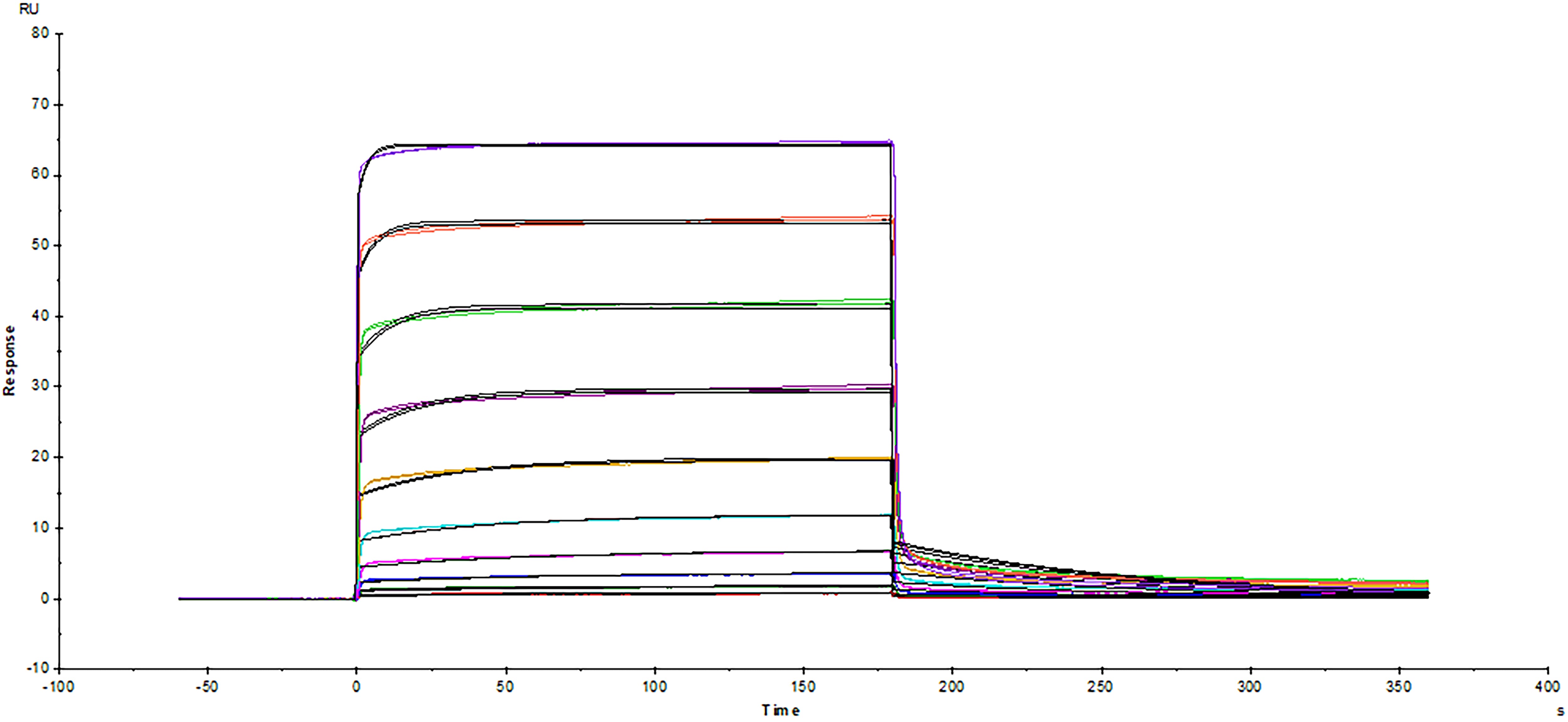 Surface plasmon resonance sensorgram of Avi-tag biotinylated human CD47 protein binding to human SIRP alpha