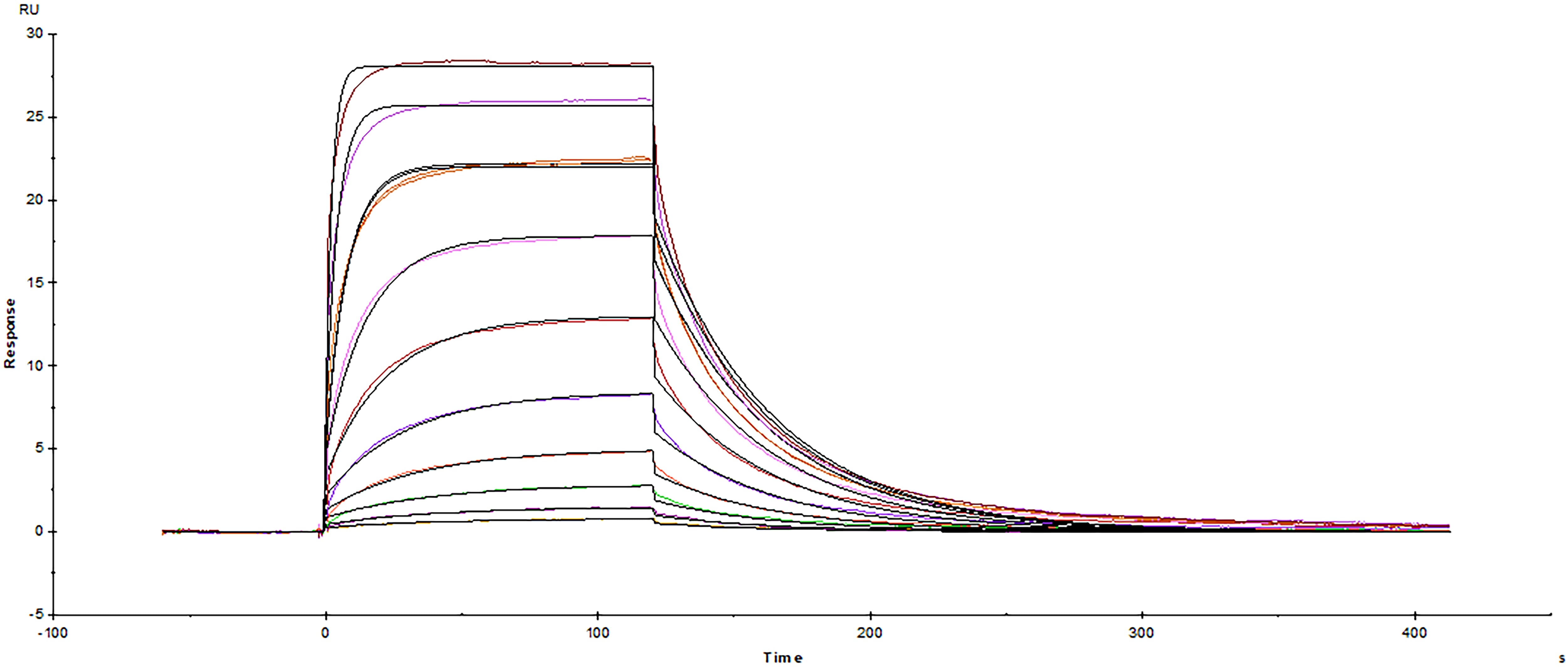 Surface plasmon resonance sensorgram of Avi-tag biotinylated human Fc gamma RIIIA protein binding to normal human IgG
