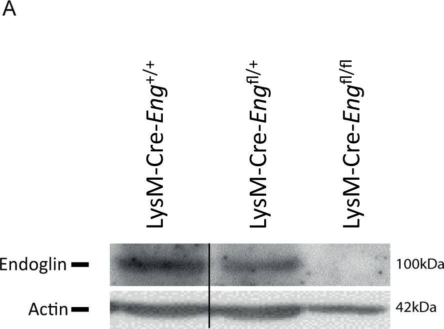 Detection of Mouse Endoglin/CD105 by Western Blot