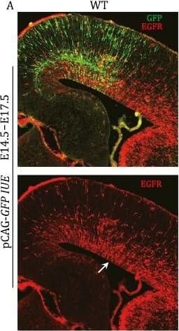 Detection of Mouse EGFR by Immunocytochemistry/ Immunofluorescence
