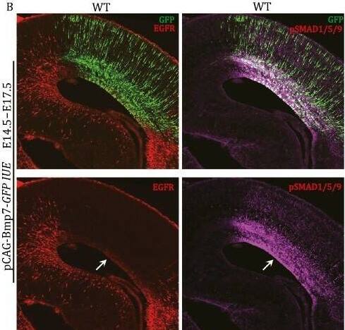 Detection of Mouse EGFR by Immunocytochemistry/ Immunofluorescence