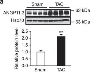 Detection of Mouse Angiopoietin-like Protein 2/ANGPTL2 by Western Blot