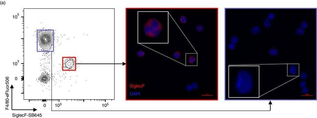 Detection of Mouse Siglec-F by Immunocytochemistry/ Immunofluorescence