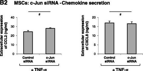 Detection of Human CXCL8/IL-8 by ELISA