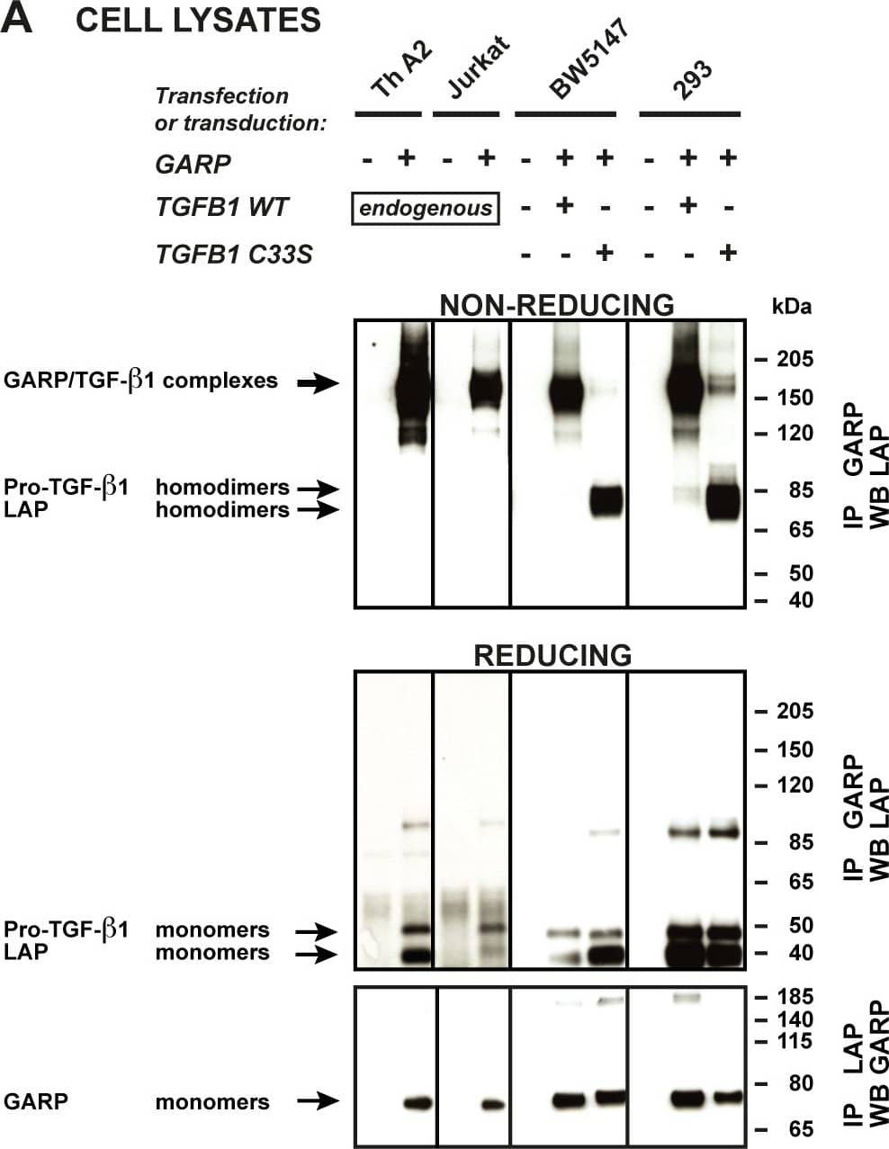 Detection of Human LAP (TGF-beta 1) by Western Blot