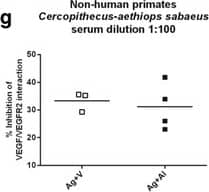 Detection of Human VEGFR2/KDR/Flk-1 by ELISA