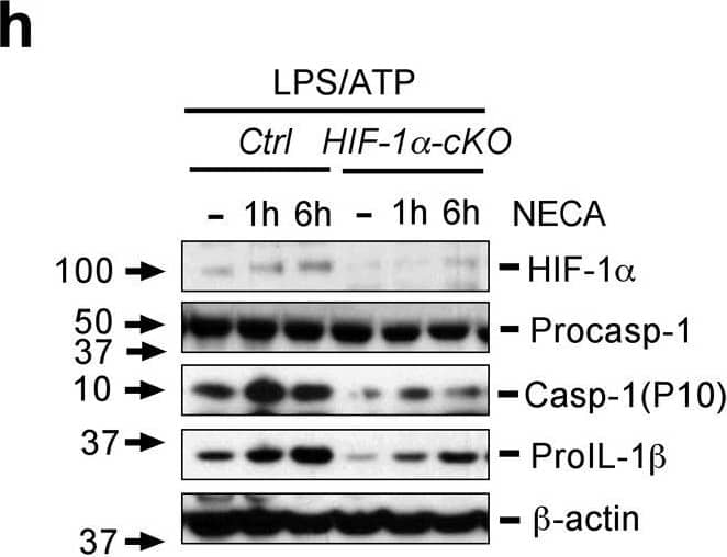 Detection of Mouse IL-1 beta/IL-1F2 by Western Blot