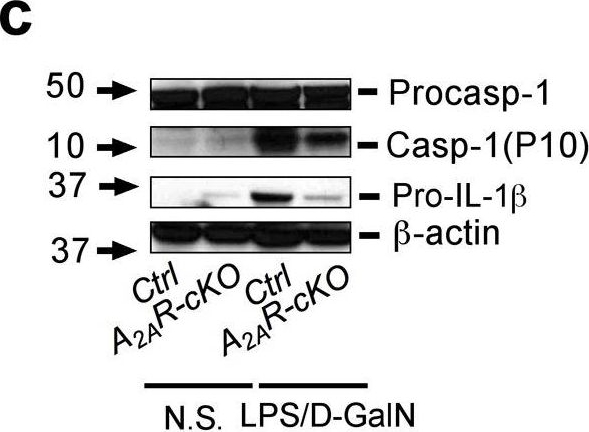 Detection of Mouse IL-1 beta/IL-1F2 by Western Blot