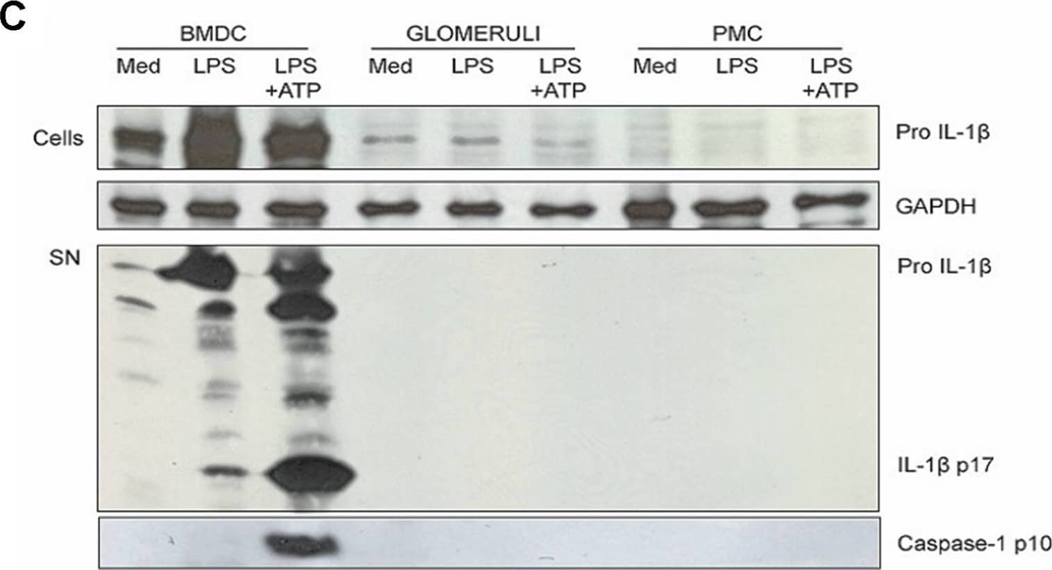 Detection of IL-1 beta/IL-1F2 by Western Blot