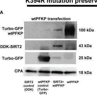Detection of Sirtuin 2/SIRT2 by Western Blot