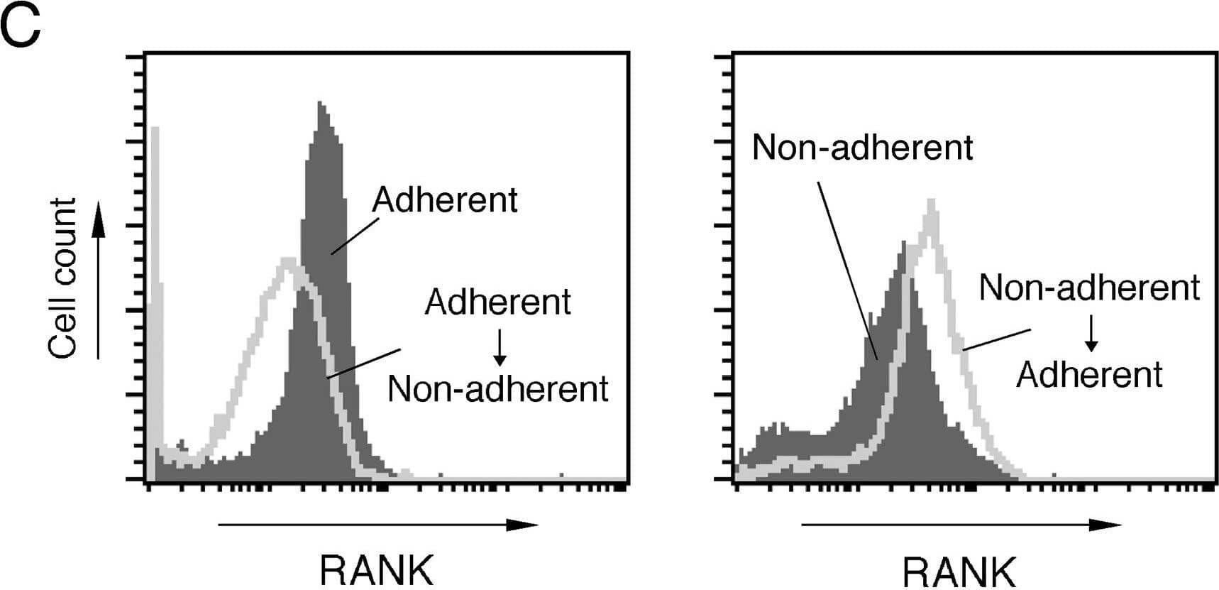 Detection of RANK/TNFRSF11A by Flow Cytometry