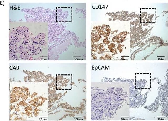 Detection of Human EMMPRIN/CD147 by Immunohistochemistry