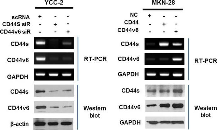 Detection of Human CD44 by Western Blot