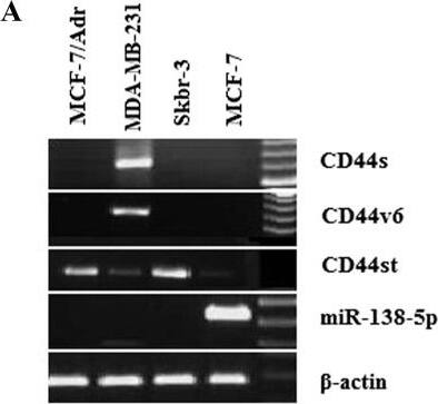 Detection of CD44v6 by Western Blot