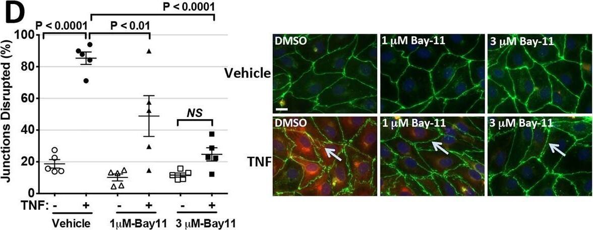 Detection of Human ICAM-1/CD54 by Immunocytochemistry/Immunofluorescence