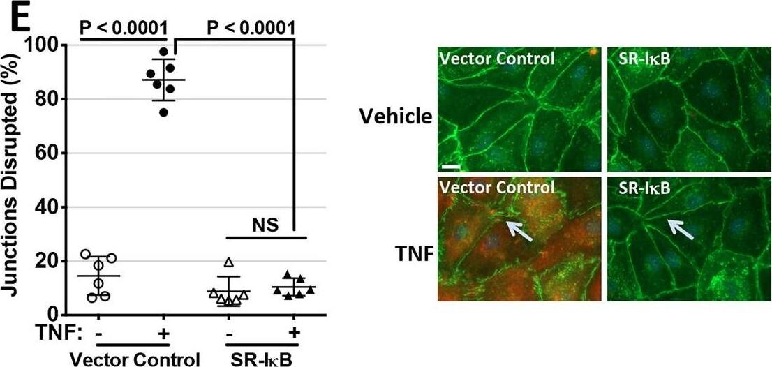 Detection of Human ICAM-1/CD54 by Immunocytochemistry/Immunofluorescence