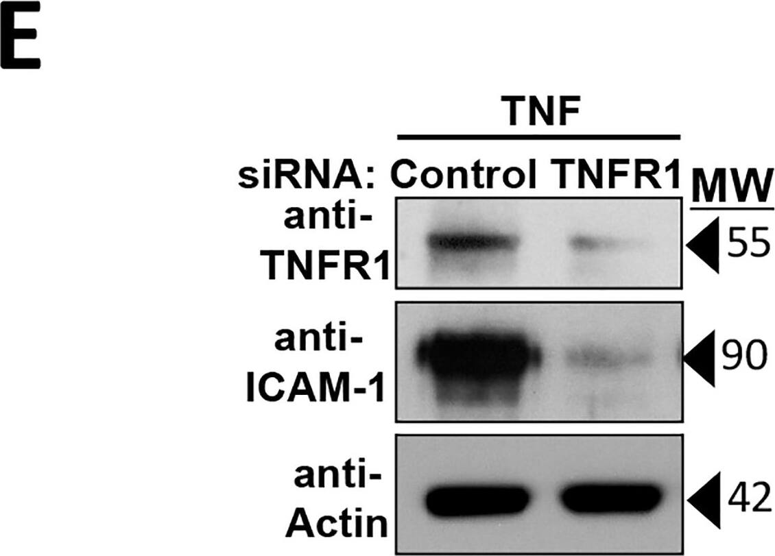 Detection of Human ICAM-1/CD54 by Western Blot