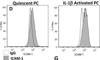 Detection of Human ICAM-1/CD54 by Flow Cytometry