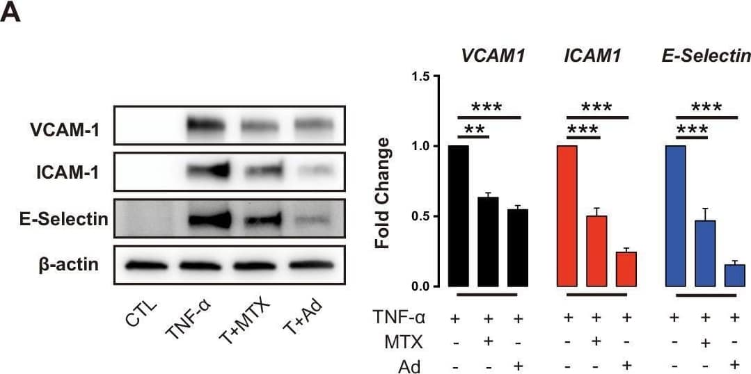 Detection of ICAM-1/CD54 by Western Blot