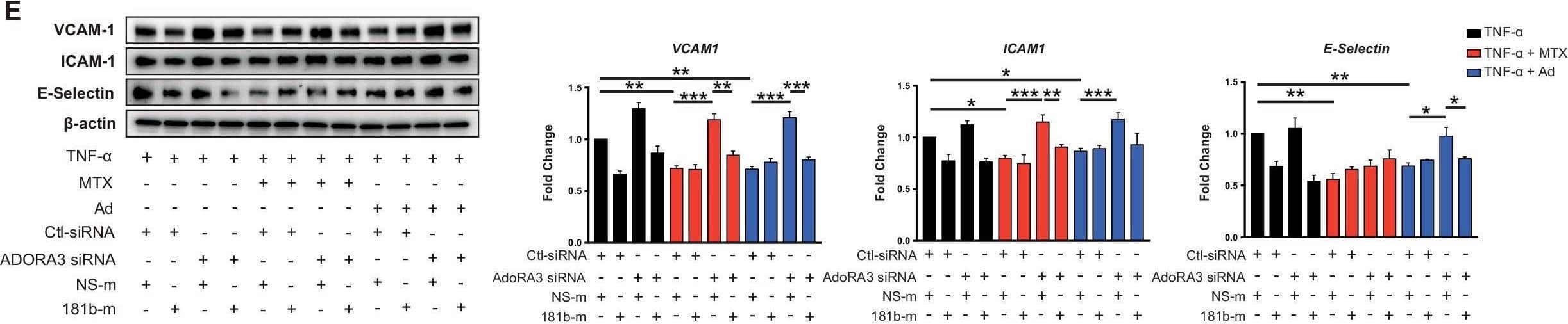 Detection of ICAM-1/CD54 by Western Blot