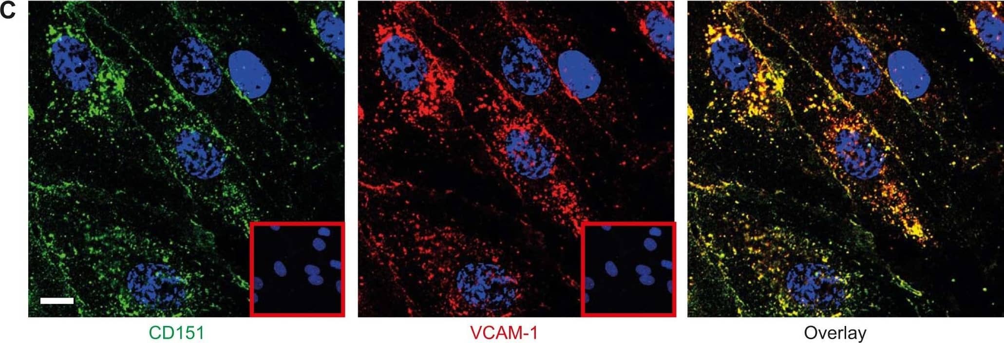 Detection of Human VCAM-1/CD106 by Immunocytochemistry/Immunofluorescence