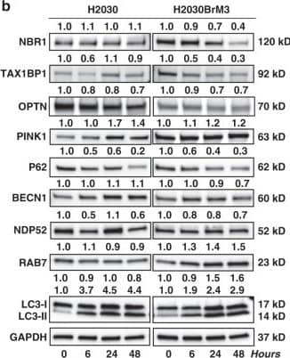 PINK1 Antibody - BSA Free