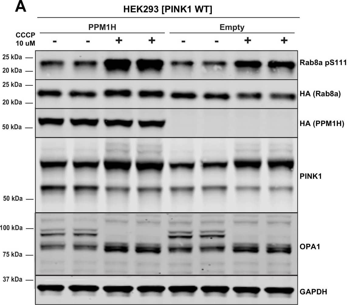 PINK1 Antibody - BSA Free