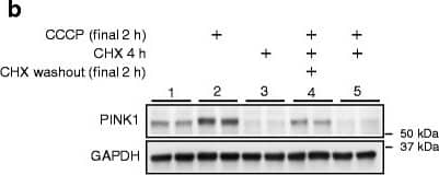 PINK1 Antibody - BSA Free