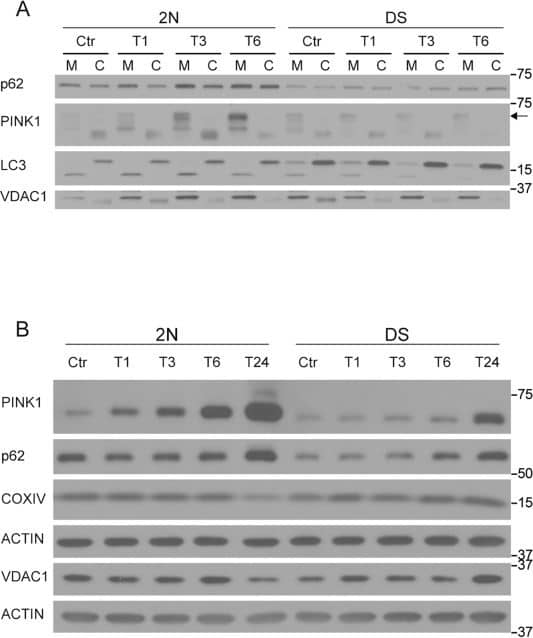 PINK1 Antibody - BSA Free
