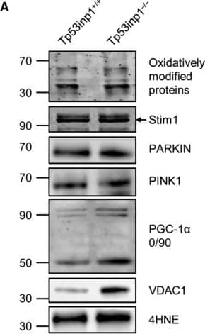PINK1 Antibody - BSA Free