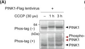 PINK1 Antibody - BSA Free