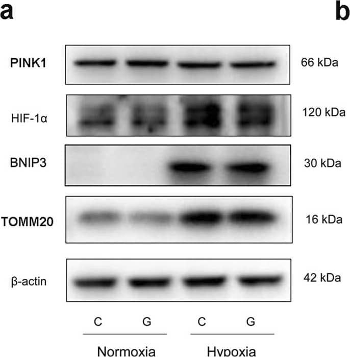 PINK1 Antibody - BSA Free