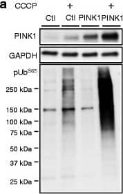 PINK1 Antibody - BSA Free