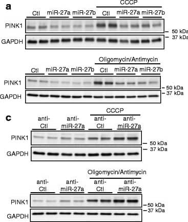 PINK1 Antibody - BSA Free