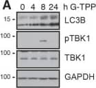PINK1 Antibody - BSA Free