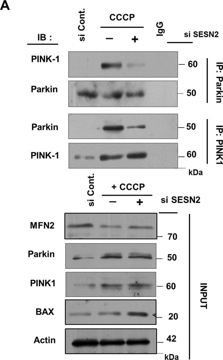 PINK1 Antibody - BSA Free