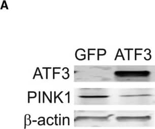 PINK1 Antibody - BSA Free