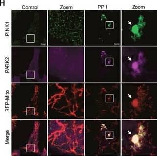 PINK1 Antibody - BSA Free