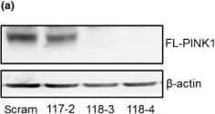 PINK1 Antibody - BSA Free