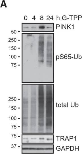 PINK1 Antibody - BSA Free
