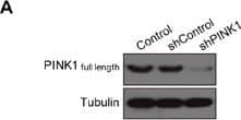 PINK1 Antibody - BSA Free