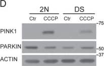 PINK1 Antibody - BSA Free
