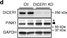 PINK1 Antibody - BSA Free