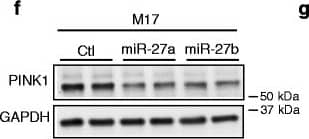 PINK1 Antibody - BSA Free