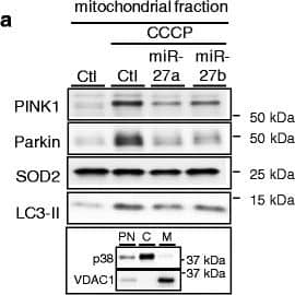 PINK1 Antibody - BSA Free
